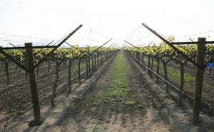 Выращивание винограда без укрытия на зиму