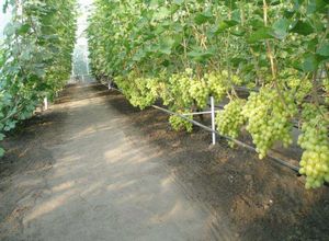 Выращивание винограда на продажу
