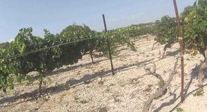 Выращивание винограда во фрации