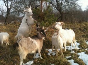 Зааненские, русские белые. и еще о вярьмовских козах, их жизни и преодолении сетки-рабицы