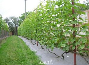 Защита высокоштамбовых кустов винограда от морозов