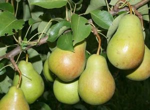 Зимостойкая груша чижовская: обильное плодоношение даже без опылителя