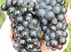 Значение магния для оптимального роста и плодоношения винограда