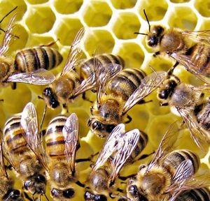 Звук пчелы — как прослушать пчел зимой